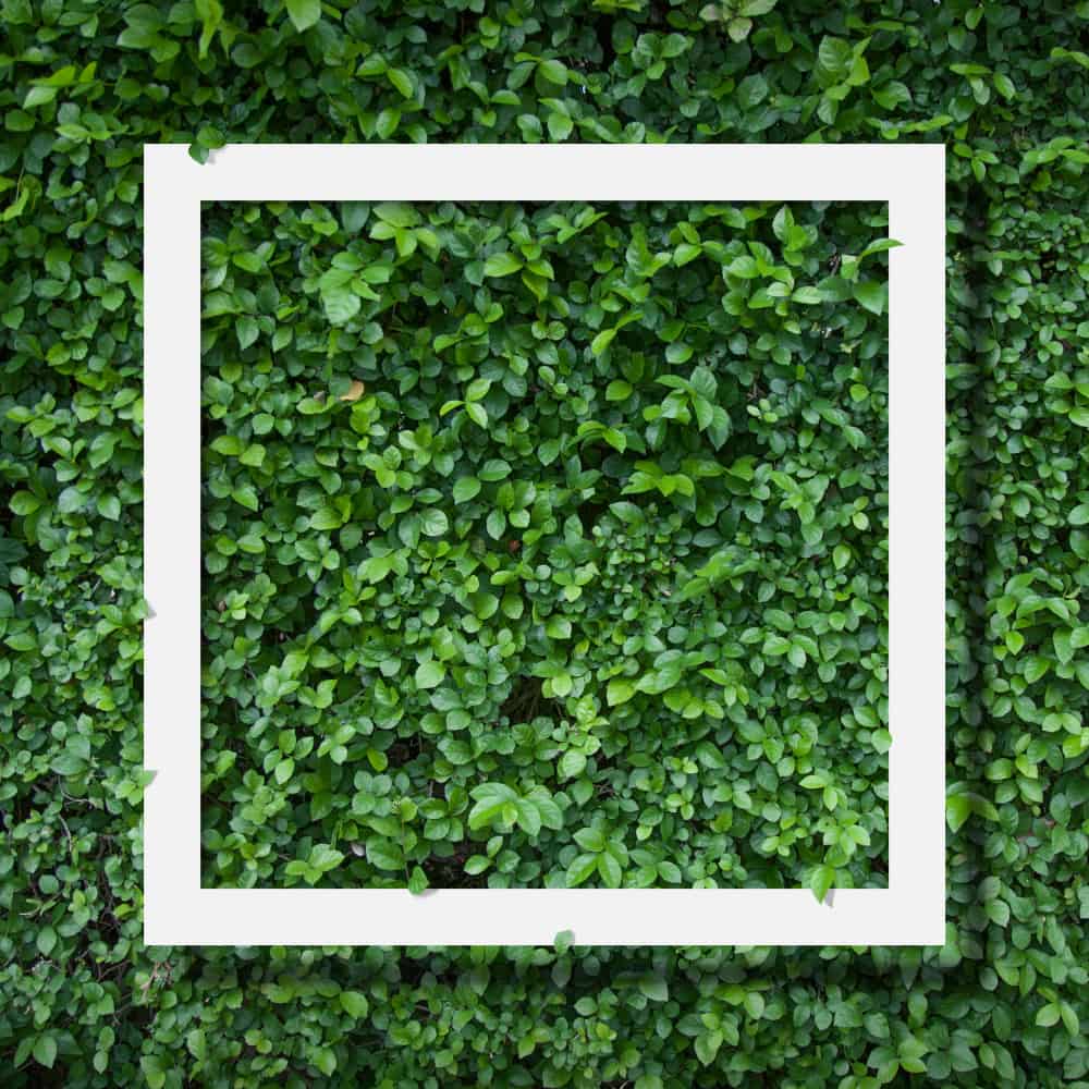Maxx Gramas: jardim vertical artificial para ambientes internos